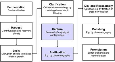 Integrated Process for Capture and Purification of Virus-Like Particles: Enhancing Process Performance by Cross-Flow Filtration